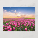 Search for flower bulbs postcards Nature