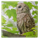 Search for owl tiles Raptor