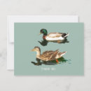 Search for ducks postcards Water