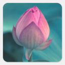 Search for lotus petal stickers Blossom