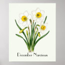 Search for narcissus posters Flowers