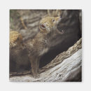 Search for pups magnets Usa