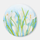 Search for crocus magnets White