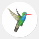 Search for hummingbird stickers Colourful