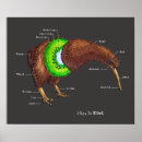 Search for kiwis posters New zealand
