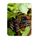 Search for grape magnets Vine