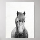 Search for white horses posters Black and white