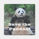 Search for giant magnets Pandas