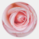 Search for soft pink rose stickers Flowers