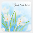 Search for spring crocus Blossom