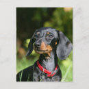 Search for miniature dachshund postcards Headshot
