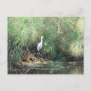 Search for fake postcards Bird