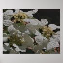 Search for white hydrangeas posters Botanical