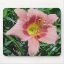 Search for daylilies mousepads Pink