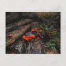 Search for red wood postcards Orange