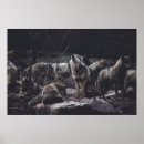 Search for wolf pack posters Nature
