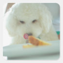 Search for miniature poodle stickers Indoors