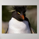 Search for sub posters Nature