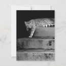 Search for stray postcards Pet