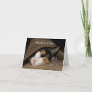 Search for calico kitten cards Animal