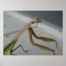 Search for praying mantis posters Green