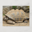 Search for tortoises cards Desert