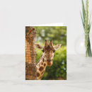 Search for tucson cards Animal