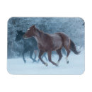 Search for quarter horses magnets Superstock