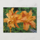 Search for tiger lily postcards Nature
