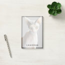 Search for sphinx cat Feline