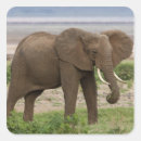 Search for np stickers Animal