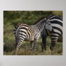 Search for zebra baby posters Africa