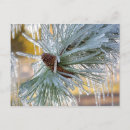 Search for pine needles postcards Winter