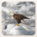 Search for eagle coasters Bird