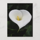 Search for lilly postcards Lilies