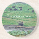 Search for bisons coasters Nature