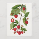 Search for leaf blackberry postcards Vintage