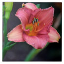 Search for day lily Petals