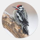 Search for woodpecker stickers Feather