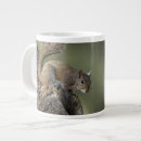 Search for gray squirrel mugs Sciurus carolinensis