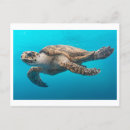 Search for turtle postcards Swimming