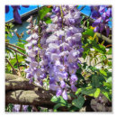 Search for violet spring flower art Garden