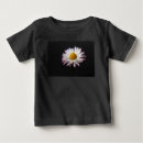 Search for common daisy Flower