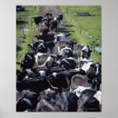 Search for dairy cow posters Agriculture