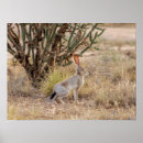 Search for jack rabbit Desert