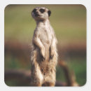 Search for animal business stickers Wildlife