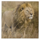 Search for mammal tiles Lion
