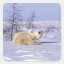 Search for tundra stickers Churchill