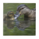 Search for duck and duckling tiles Mallard