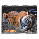 Search for wolf calendars Tiger
